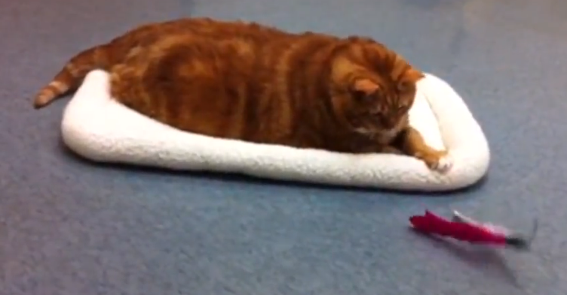 Nytt, Hem, skinny the cat